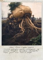 Набор открыток "Аномалии"