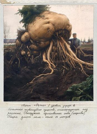 Открытка "Аномалии Репка"